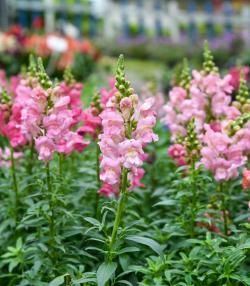 How to grow and care for Snapdragons