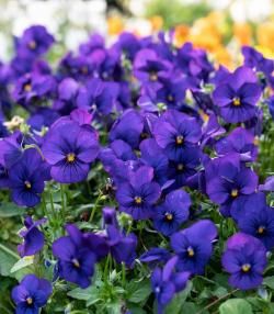 How to grow and care for Violas