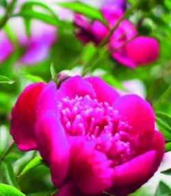 Pink Peony