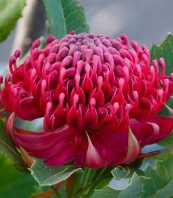 Waratah