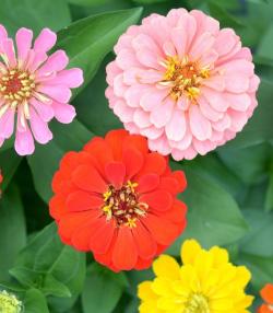 Zinnia