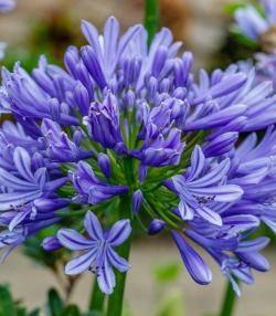 Agapanthus kweken - Culture agapanthus - I Love My Garden