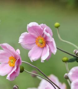 How to grow and care for Anemone 