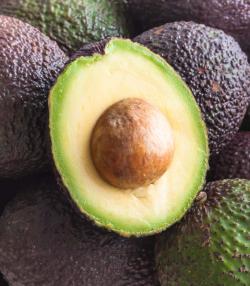 Avocado kweken – Culture de l'avocat - I Love My Garden