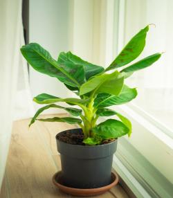 Bananenplant verzorging | Entretien des bananiers | I love the garden