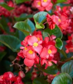 Begonias