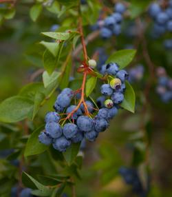 Blueberries growing