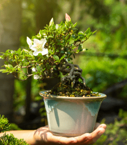 Jak uprawiać i dbać o drzewko bonsai