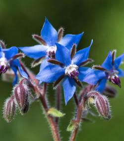 How to grow borage