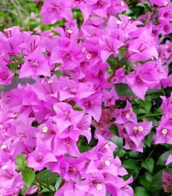 bougainvillea