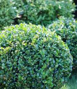 Buxus onderhouden  – Entretien des buis - I Love My Garden