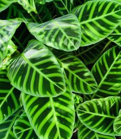 How to grow and care for Calathea