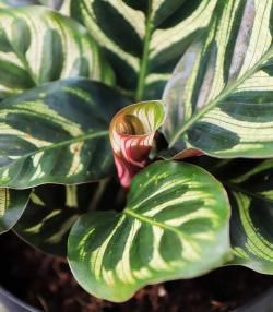 Calathea: Planten en verzorgen - Calathéa: Entretien et soins | I Love My Garden