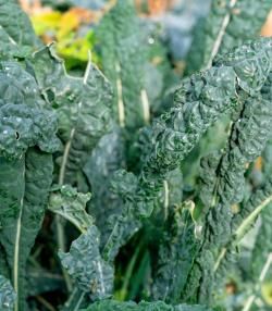 How to grow and care for Cavolo Nero