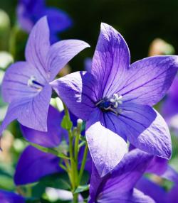 Hoe plant ik klokjesbloemen - Comment planter des campanules - Love The Garden