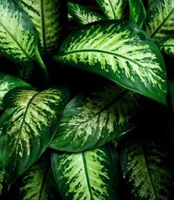 dieffenbachia