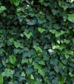 English Ivy