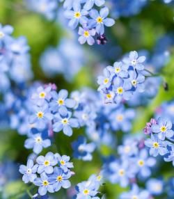 How to Grow and Care for Forget-Me-Not flowers