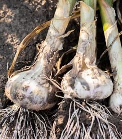garlic growing