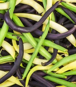 Growing Beans