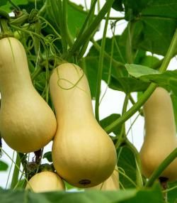 How to grow butternut squash 
