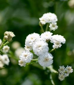 How to grow Gypsophila (Baby Breath) 