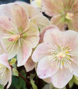 Hellebore: Planten en verzorgen - Hellebore: Plantation et entretien - Love the garden