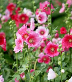 How to grow and care for Hollyhocks | Love the Garden