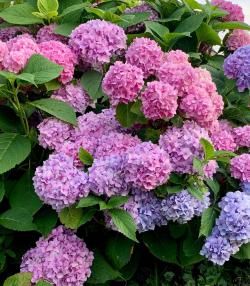 Planter et cultiver des hortensias - Planten en snoeien van hortensias- I Love My Garden