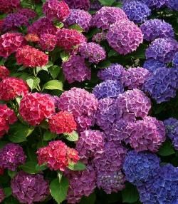 How to grow hydrangeas