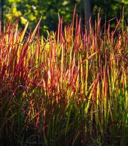 Imperata cylindrica: Planten en Verzorgen - Imperata cylindrica: Plantation et Entretien - Love the garden