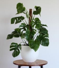 Monstera deliciosa verzorgen – Soigner Monstera deliciosa - I Love My Garden