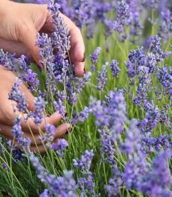 Lavendel planten – Planter lavande - I Love My Garden