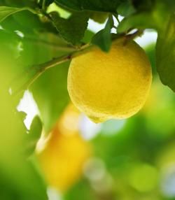 Lemon Tree