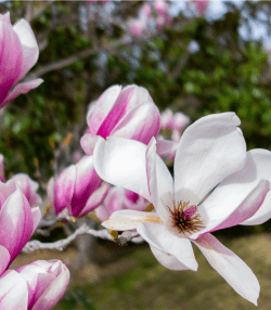 Poradnik sadzenia i przycinania magnolii