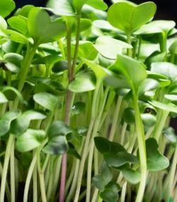 Microgreens