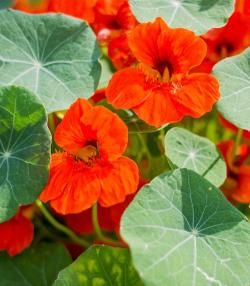 Nasturtium