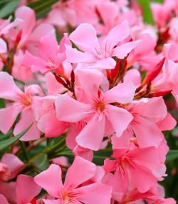 Oleander onderhouden – Maintenu oleander - I Love My Garden