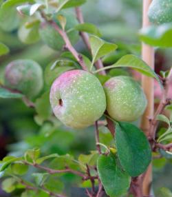 How to grow and care for an Ornamental Quince
