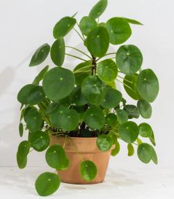 Pannenkoekenplant verzorgen - soigner pilea - Love the garden