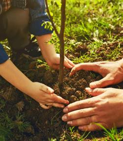 How to plant a tree 