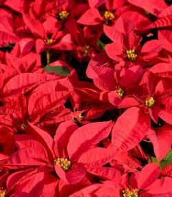 poinsettia