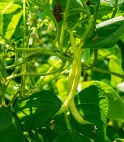 How to grow runner beans 