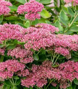 How to grow and care for Sedums | Love The Garden
