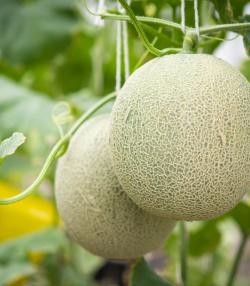 Conseils pour planter des melons 