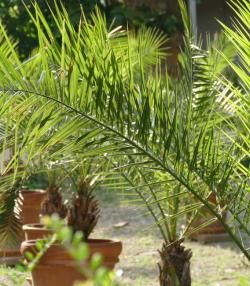 Comment planter un palmier  