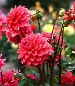 Conseils pour planter des dahlias   