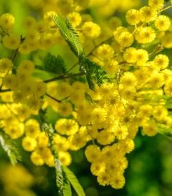 Culture du mimosa en pot