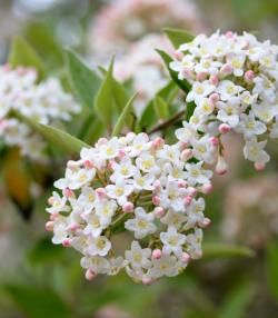 Planter un arbuste odorant 