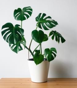 Cultiver un monstera